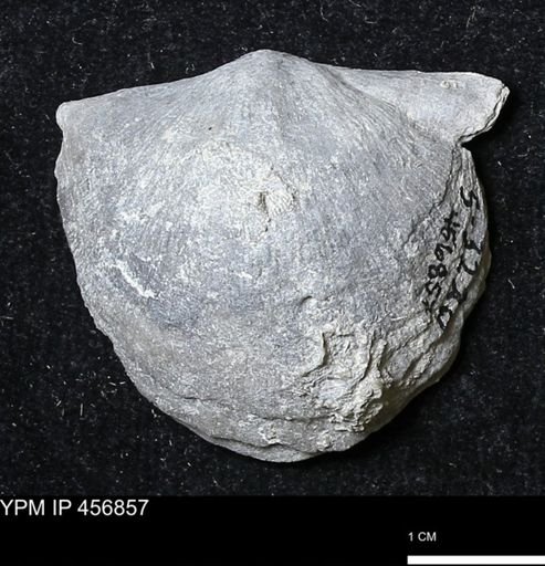 Stropheodonta sp.