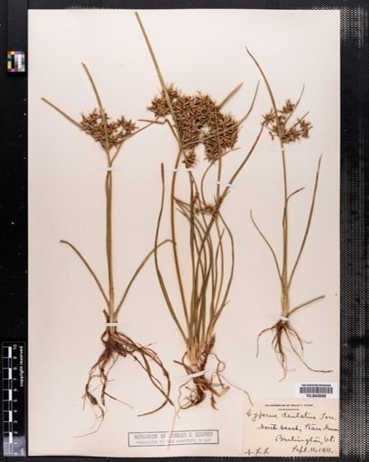 Cyperus dentatus