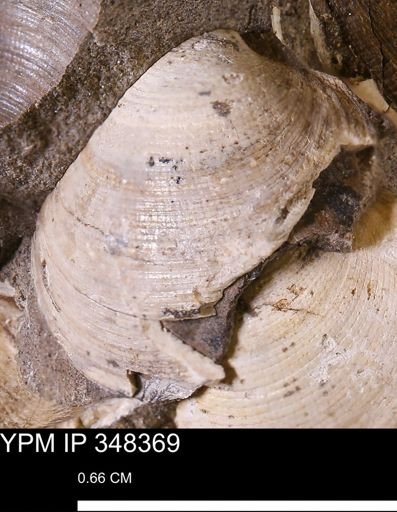 Limopsis striatopunctatus