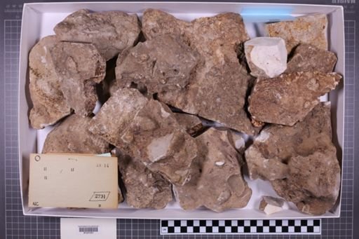 mixed taxa, stratigraphic collection