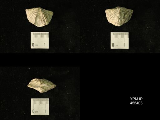 Platystrophia clarksvillensis