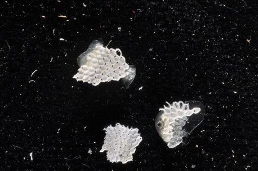 Reginella furcata
