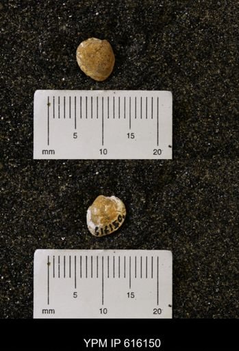 Protocardia subquadrata