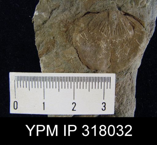 Pseudoatrypa devoniana