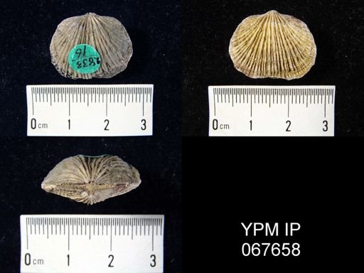 Orthostrophia strophomenoides