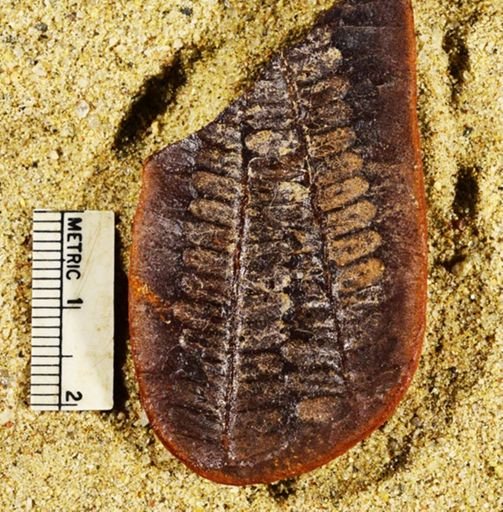 Pecopteris lamurensis