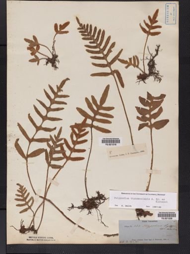 Polypodium