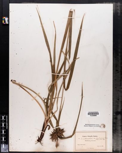 Carex