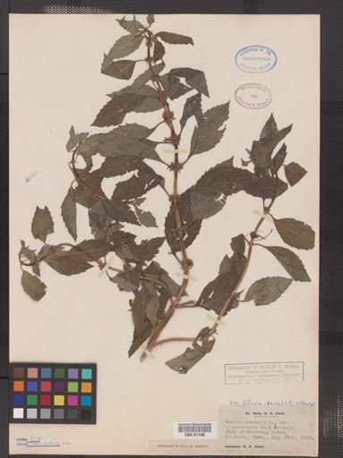 Mentha arvensis var. villosa
