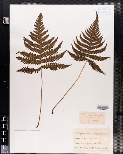 Phegopteris polypodioides