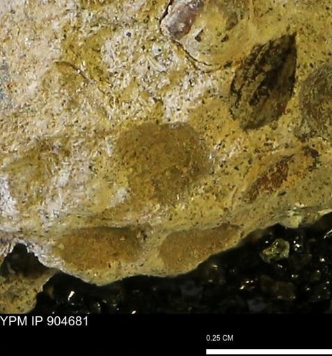 undet. Bivalvia