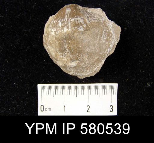 undet. Atrypidae