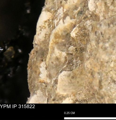undet. Mollusca