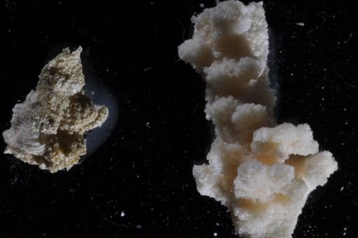 Bryozoa