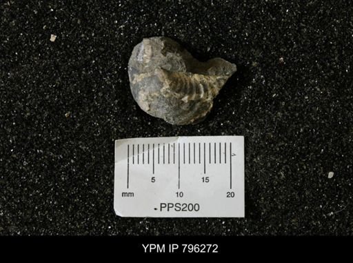 Inoceramus barabini