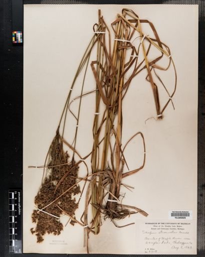 Scirpus atrocinctus