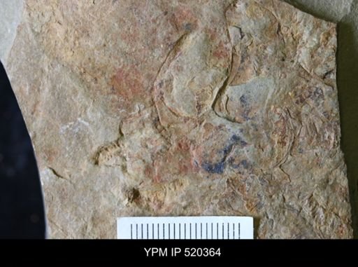 undet. Cornuta