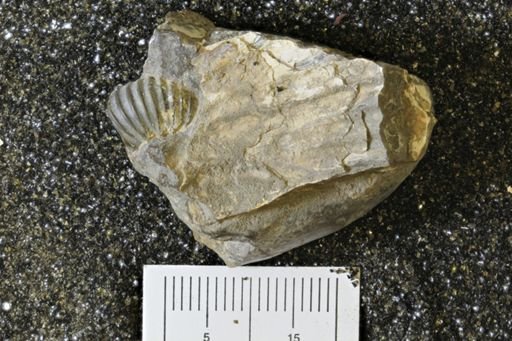 undet. Ammonoidea