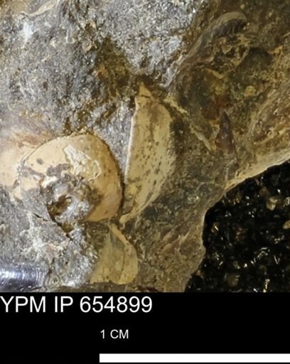 Protocardia sp.
