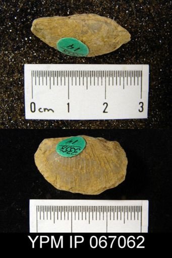 Stropheodonta canace