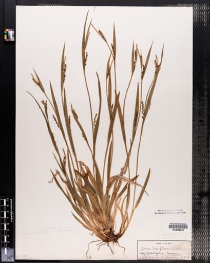 Carex laxiflora