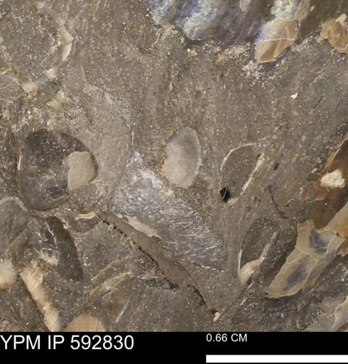 Protocardia?