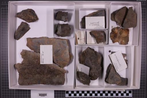 mixed taxa, stratigraphic collection
