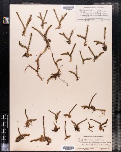 Lycopodium inundatum