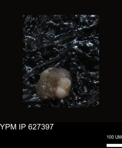 undet. Foraminiferida