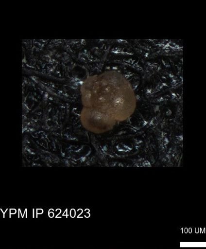 undet. Foraminiferida