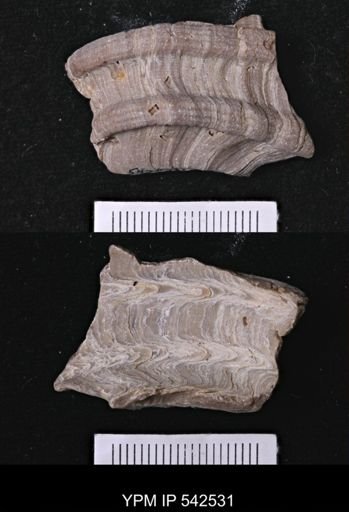 Ecphora sp.