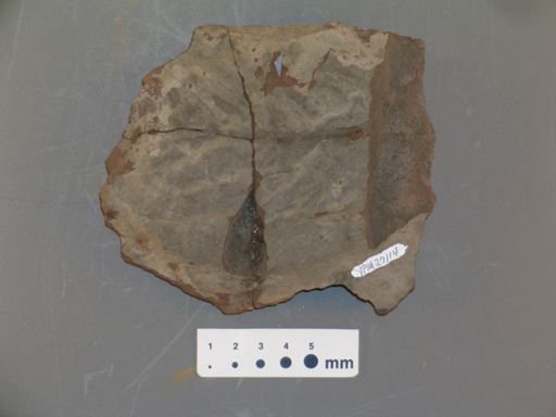 Ficus artocarpoides