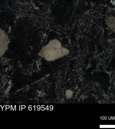 undet. Foraminiferida
