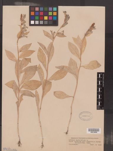 Lobelia siphilitica