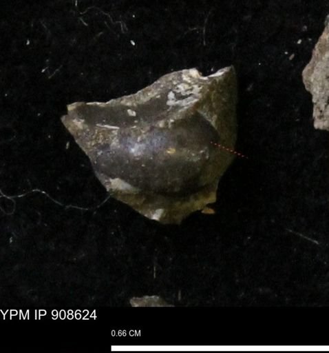 undet. Gastropoda