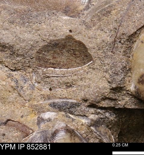 Limopsis striatopunctatus