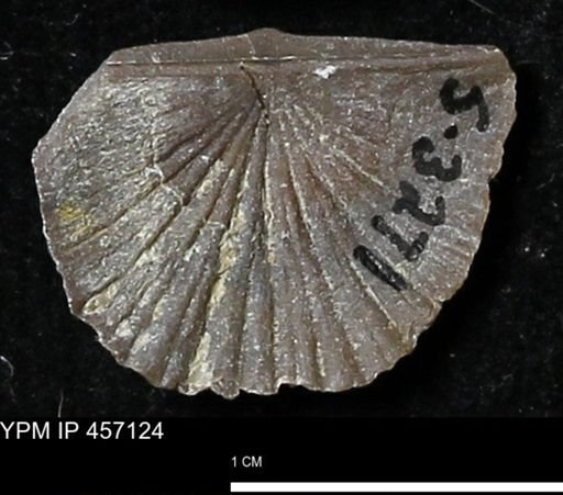 Stropheodonta sp.