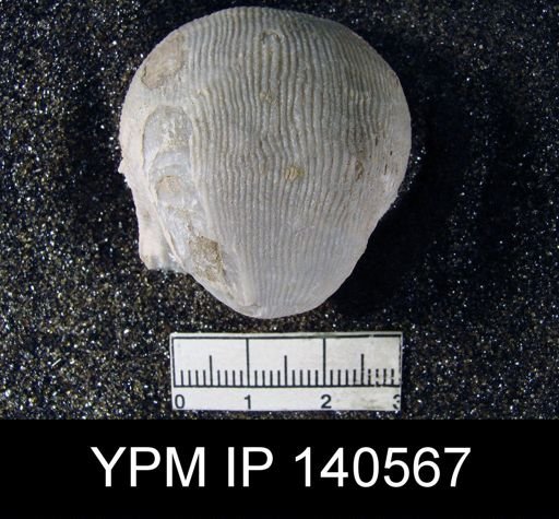 Productus (Linoproductus) lineatus
