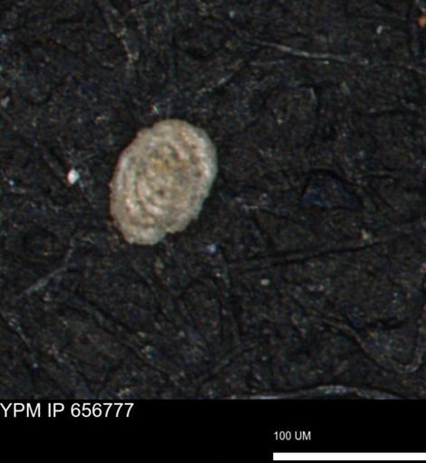 Spirolocammina planula