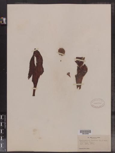 Symplocarpus foetidus