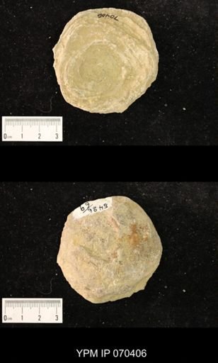 Heliolites nucella