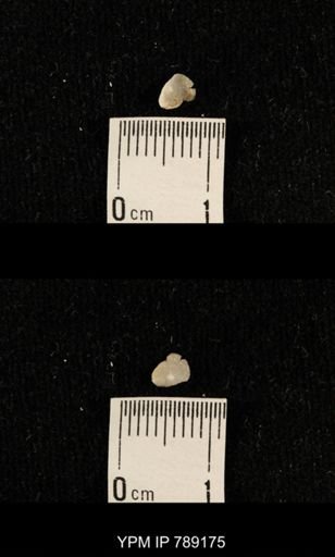 undet. Brachiopoda