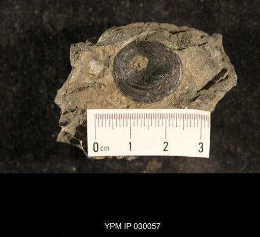 Orbiculoidea jervisensis