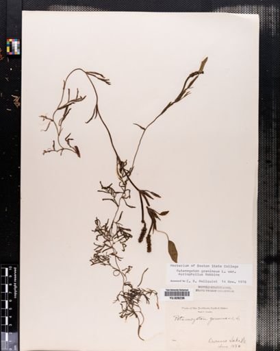 Plantae