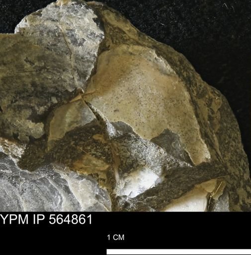 Phelopteria linguaeformis