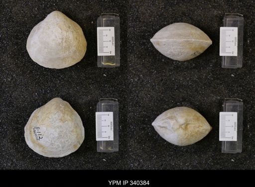 Protocardia texana