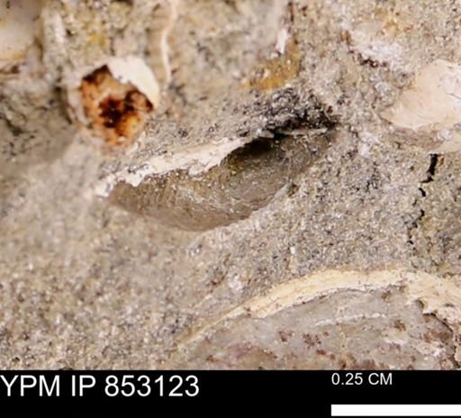 Limopsis striatopunctatus