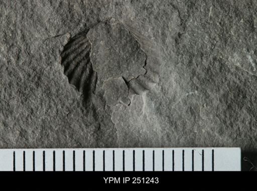 undet. Rhynchonellida