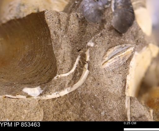 undet. Bivalvia