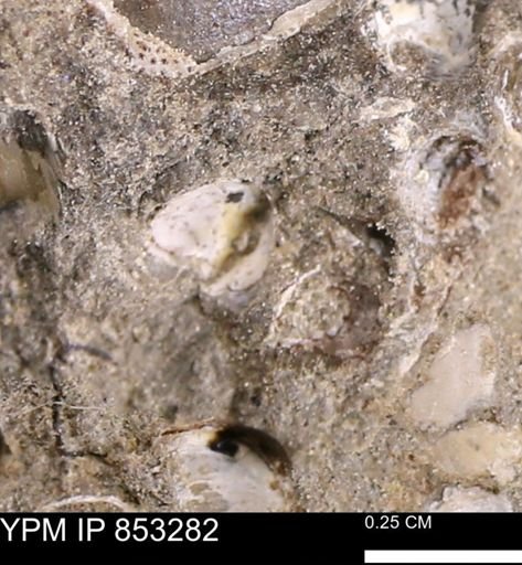 Protocardia?